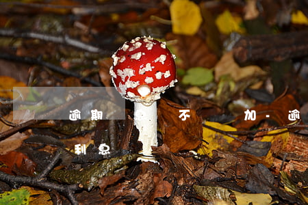 逾期罰息會不會疊加-逾期罰息會不會疊加利息