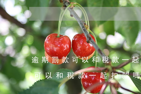 逾期罰款可以和稅款一起扣款嗎-逾期罰款可以和稅款一起扣款嗎
