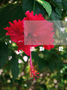 逾期罰款怎么處理
