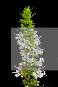 逾期聲明及還款保證(逾期還款情況說明和還款承諾)