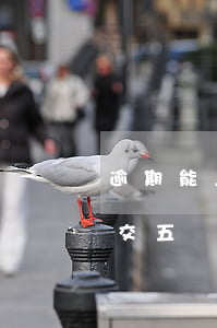 逾期能上五險(xiǎn)嗎 征信逾期可以交五險(xiǎn)一金嗎