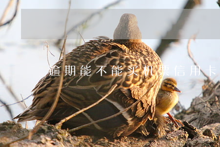 逾期能不能买机票（信用卡逾期订了机票）