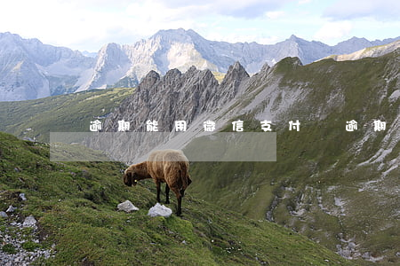 逾期能用微信支付嗎(逾期會扣微信的錢嗎)