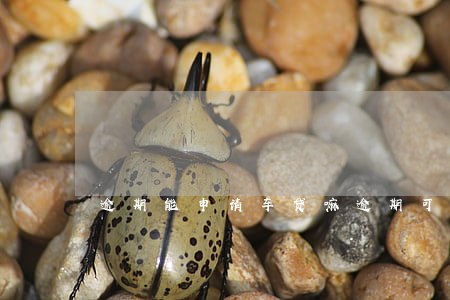 逾期能申请车贷嘛(逾期可以办车贷吗)
