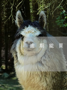 逾期能買房貸款嗎