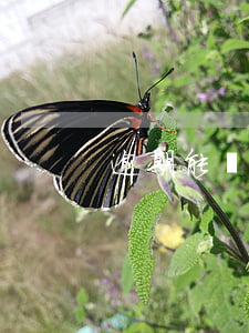 逾期能貸款的app-有逾期可以貸款