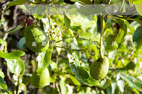 逾期能辦哪里的信用卡(逾期能辦哪里的信用卡)