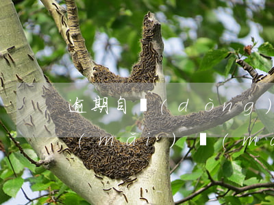 逾期自動(dòng)解除查封是能自由買(mǎi)賣(mài)嗎-逾期自動(dòng)解除凍結(jié)的權(quán)利