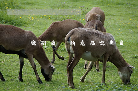 逾期自負的意思（逾期自負是不是成語）