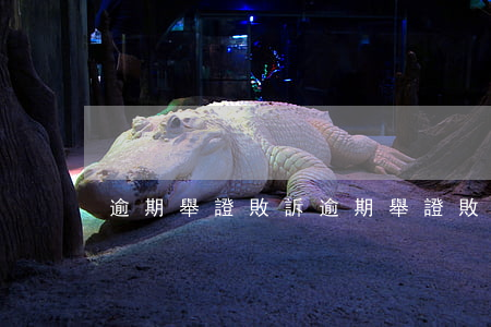 逾期舉證敗訴(逾期舉證敗訴怎么處理)