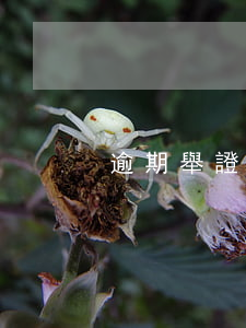 逾期舉證會怎樣（逾期舉證會怎樣）