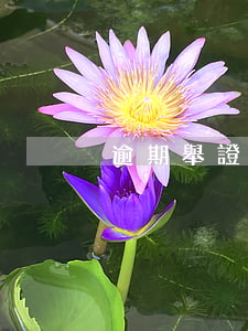 逾期舉證法院會(huì)取消嗎