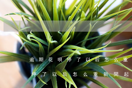 逾期花唄停了以后怎么重新開起-逾期花唄停了以后怎么重新開起了