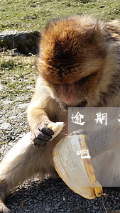 逾期花唄可以用嗎貼吧（逾期花唄可以用嗎貼吧）