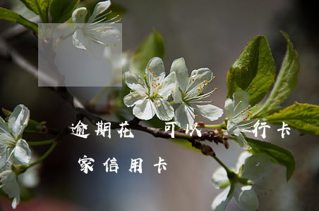 逾期花唄可以辦銀行卡嗎(花唄逾期可以辦哪家信用卡)