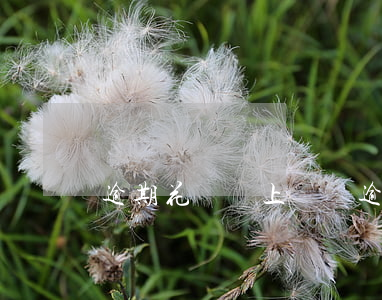 逾期花唄會上門嗎(逾期花唄會上門嗎征信)