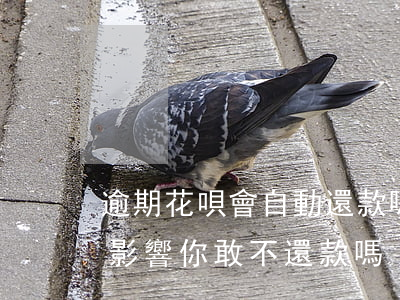 逾期花唄會自動還款嗎(花唄逾期還款有什么影響?你敢不還款嗎)