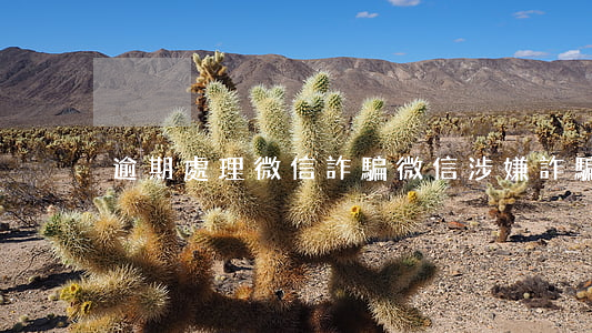 逾期處理微信詐騙(微信涉嫌詐騙怎么辦)