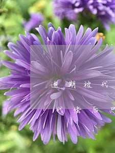 逾期被代偿后只需要还代偿金额吗-逾期被代偿后只需要还代偿金额吗为什么