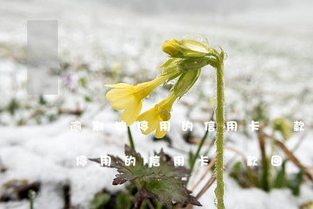 逾期被停用的信用卡還款回單怎么寫（逾期被停用的信用卡還款回單）