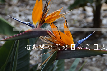 逾期被公司起訴(公司貸款逾期被起訴)