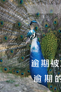 逾期被凍結(jié)的信用卡還可以用嗎 逾期的信用卡被凍結(jié)了還能用嗎