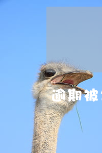 逾期被告怎么應訴 逾期被告怎么辦