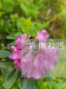 逾期被告怎么辦