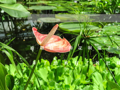 逾期被封的花唄還了后還能用嗎(花唄逾期兩年了給我封了我把錢(qián)還上能不能解開(kāi))