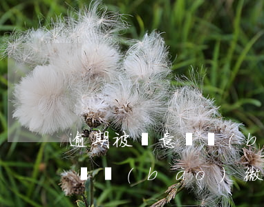 逾期被惡意舉報(bào)微信(逾期被惡意舉報(bào)微信怎么辦)