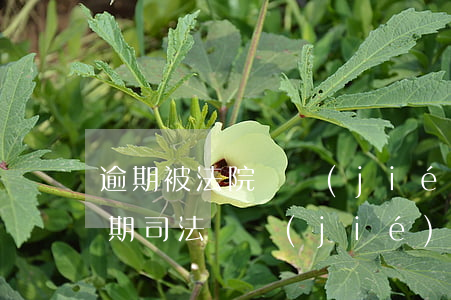 逾期被法院凍結(jié)銀行卡怎么辦(逾期司法凍結(jié)銀行卡解凍)