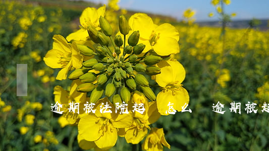 逾期被法院起訴怎么辦（逾期被起訴怎么避免）