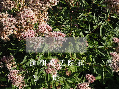 逾期被法院起訴會怎樣-逾期被法院起訴會怎樣呢