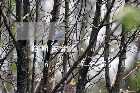逾期被網(wǎng)貸扣款的圖片(網(wǎng)貸全部逾期)
