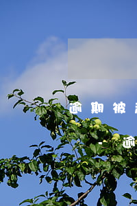逾期被起訴了以后才會(huì)有限高令嗎-逾期了被起訴了