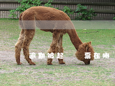 逾期被起訴傳票在哪