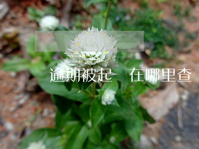 逾期被起訴在哪里查詢 逾期被起訴在哪里查詢