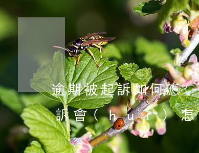 逾期被起訴如何應(yīng)訴（逾期被起訴會(huì)怎么處理）