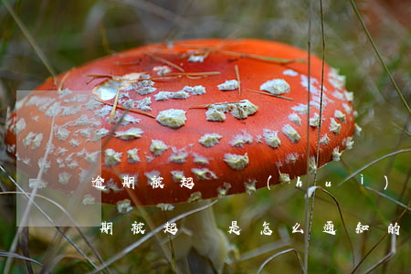 逾期被起訴會(huì)接到通知嗎(貸款逾期被起訴是怎么通知的)
