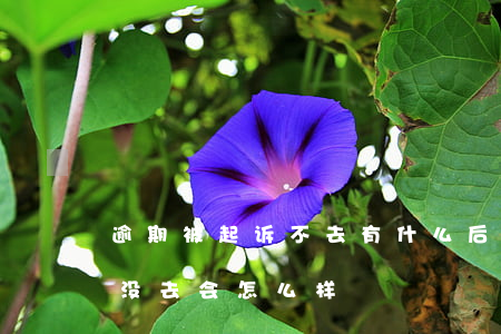 逾期被起诉不去有什么后果（逾期没还被起诉没去会怎么样）