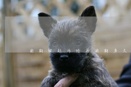 逾期被起诉经历(逾期多久被起诉流程)