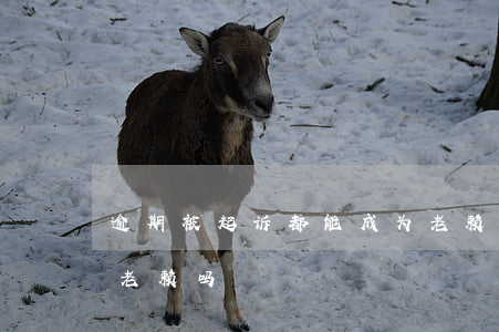 逾期被起诉都能成为老赖吗(被起诉了就会成老赖吗)