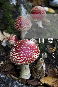 逾期要交兩個(gè)月的房貸么(逾期要交兩個(gè)月的房貸么)