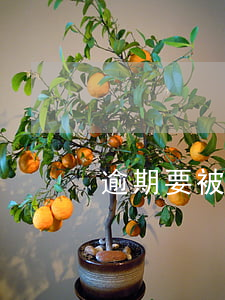 逾期要被起訴了 有人逾期被起訴過嗎
