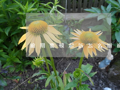 逾期要被起訴怎么辦 逾期要被起訴怎么辦