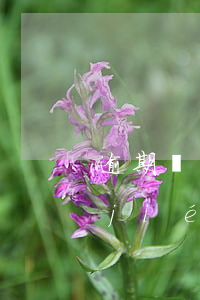 逾期視為認(rèn)可只適用于竣工結(jié)算嗎