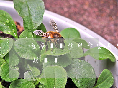 逾期記錄信用卡查看(怎么查信用卡有沒有逾期記錄)