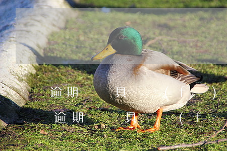 逾期記錄具體發(fā)生時(shí)間(逾期記錄具體發(fā)生時(shí)間怎么填)
