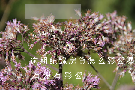 逾期記錄房貸怎么影響嗎(有逾期記錄對房貸有沒有影響)