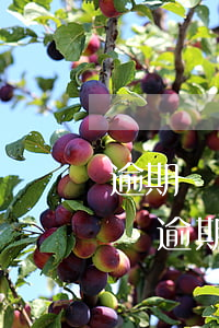 逾期記錄撤銷證明范本(申請(qǐng)撤銷逾期記錄怎么寫)